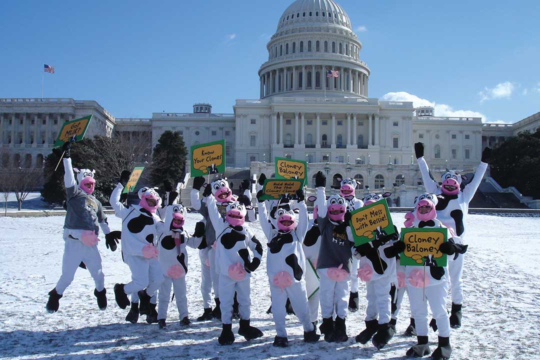 Άνθρωποι ντυμένοι με κοστούμια αγελάδων